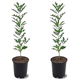 Nuttall Oak Tree, Adaptable, Deciduous, Shade Tree, Acorn Producing, 2-3 ft Tree Height, 1 gal. Nursery Pot (Due to Agricultural Laws, we Cannot Ship to CA, AZ, AK, or HI), 2 Trees