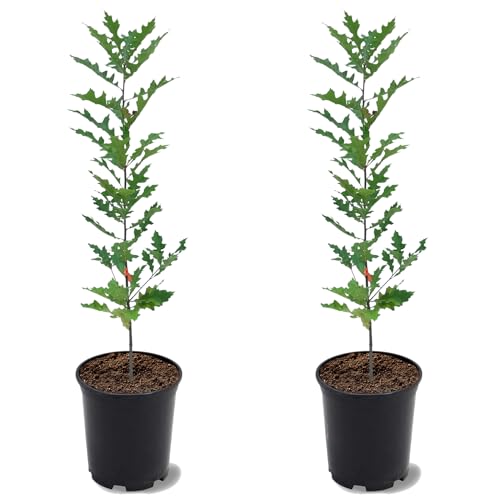 Nuttall Oak Tree, Adaptable, Deciduous, Shade Tree, Acorn Producing, 2-3 ft Tree Height, 1 gal. Nursery Pot (Due to Agricultural Laws, we Cannot Ship to CA, AZ, AK, or HI), 2 Trees