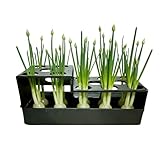 Green Onion Grower - Fioriera idroponica per cipolle fresche, contenitore per la rigenerazione dei germogli, scatola per la coltivazione di radici di scalogno, supporto trasparente per cipolle fresche