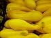 50+ Crookneck Heirloom Squash Seeds for 2015