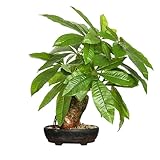 16 Inch Fake Money Tree,Artificial Money Tree Indoor Potted Plants,Faux Fortune Plant in Black Pot Good Luck Chrismas/Housewarming Gift for Home Office Living Room Decor Indoor