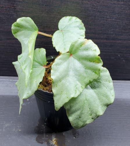 �x�S�j�A sp. �M�ѐA�� �ϗt�A�� Begonia �W���W���n�A��