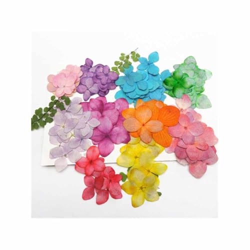 24 flores secas de hortensia para manualidades DIY miniatura 2