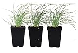 Deer Grass 3 Live Plants (Muhlenbergia rigens) – California Native Ornamental Grass for Outdoor Gardens, Drought Tolerant Pollinator Friendly Landscaping