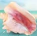 Pink Bahama Queen Conch Shell - 6-8 Inch Conch Shell All-Natural Conch Shell for Home Decor, Events, Parties and Crafting - Pink Conch Shell