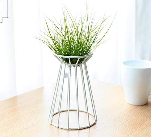 Air Pineapple Plant Tillandsia Base Large Holder