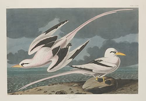 Cuadro en lienzo para dar vida a paredes vacías con el arte tropical de John Audubon 60x90cm