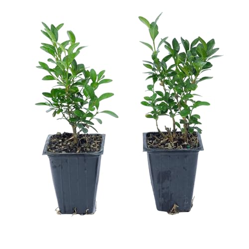 2 Green Velvet Boxwood, Live Plants (Buxus ‘Green Velvet’) – Compact Rounded Evergreens, Thriving in 2.5” Nursery Cubes