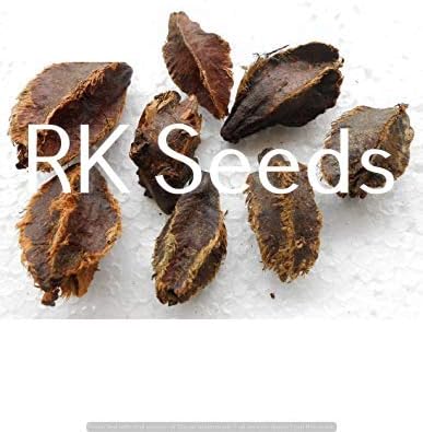 RK Seeds- Sacred Terminalia arjuna, Arjun Tree, Marudha Maram, Neer Maruthu - Pack of 100 g