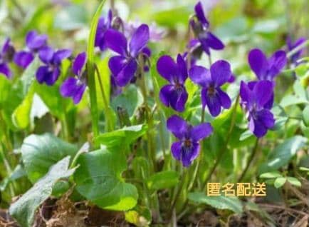 苗 ニオイスミレ 苗」の人気商品一覧 | 安い商品を通販サイトから探す