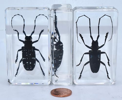 Image of 2.9 inch Real Citrus Long-Horned Beetle in Crystal Clear Lucite Resin Paperweight Specimen Preserved Anoplophora Chinensis Insect Taxidermy Collection for Biology Science Education Display Supplies