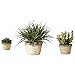 Uttermost Set of 3 La Costa Greenery Box Planter