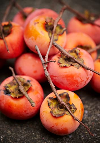American Persimmon Seeds for Planting Outdoors, 50 Seeds Non GMO
