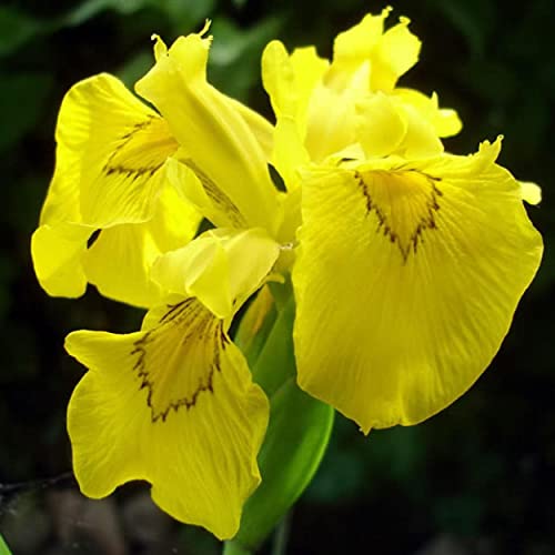 Chalily Iris Floro Pleno A Great Live Pond Plant For Your Water Garden. Filte...