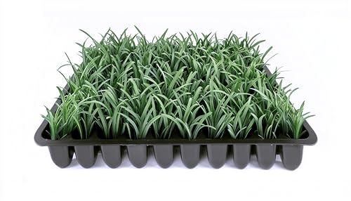 Dwarf Mondo Grass | 3 Live Plants | Ophiopogon Japonicus Nana | Lush Ground Cover | Shade Loving Low Maintenance Garden Solution | Ideal for Landscaping and Borders | Hardy and Evergreen