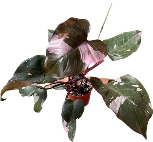 Philodendron \'Pink Princess\' Available in 4\" and 6\" Pots - Perfect Plant Gift - Rare Pink Live Plant - Variegated Philodendron eurebscens - CA Seller (1 Plant in 4\", Terra Cotta Pot)