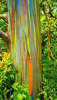 Rainbow Eucalyptus Seeds, Eucalyptus Deglupta Seeds (200 Count) #TOP2