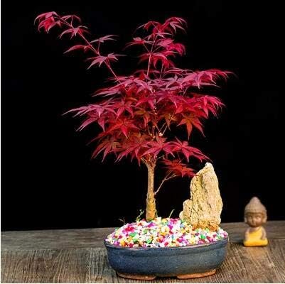 100% True Japanese Red Maple Tree [5pcs Seeds Plants] Very Beautiful Indoor Tree Home Garden decortion