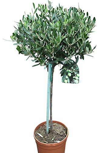 Olea Europaea- Olive Trees - Half standards - Established Plants Approx 100 cm Tall