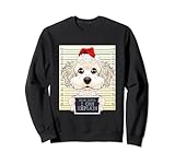 Dear Santa I Can Explain - Funny Christmas Bichon Frise Sweatshirt