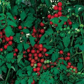 300 Large Red Cherry Tomato Lycopersicon Lycopersicum Fruit Vegetable Seeds #TOP3