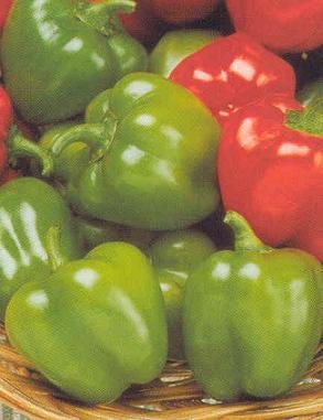 Pepper Jingle Bell 250 Seeds