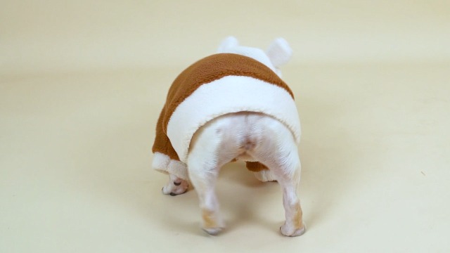 Dog Hoodie Sweaters with hat Puppy Coats with Hooded Winter Lamb Wool Warm Clothes Coat for Small Medium Dogs Clothes… - Image 8
