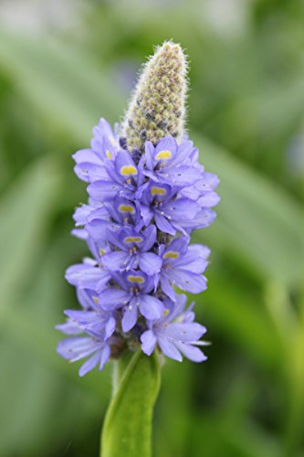 WASSERPFLANZEN WOLFF ~ Pontederia lanceolata - Riesenhechtkraut, blau...