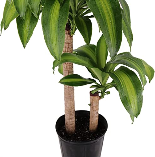 American Plant Exchange Live Dracaena Massangeana Corn Plant, Dracaena Fragrans Plant, Plant Pot For Home And Garden Decor, 10" Pot #TOP6