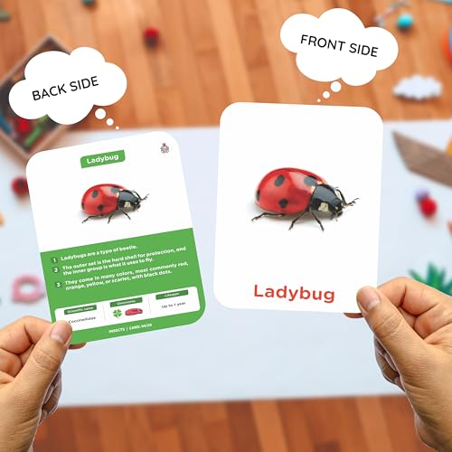 Image of SPARTAN KIDS Insect Flash Cards for Kids | 28 Early Learning Flash Cards Easy & Fun Way of Learning 1 Year to 6 Years Babies