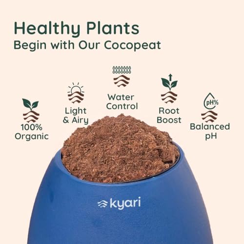 Image of Kyari Money Variegated Indoor Live Plants with Blue Self Watering Pot - Oval Pot 4 Inch