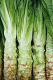 Seedeo® Spargelsalat Chinesische Keule (Lactuca sativa var.angustana) 100 Samen BIO