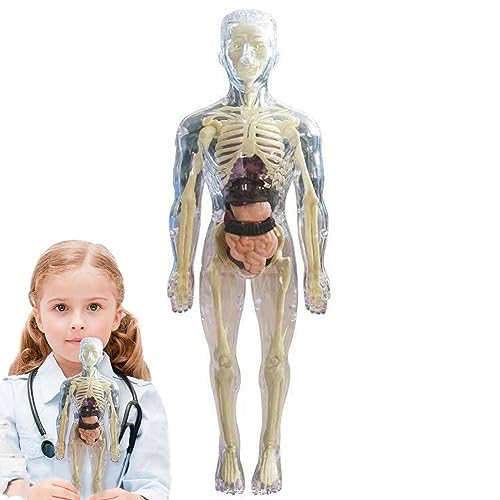 Teksome Juguetes Interactivos Cuerpo Humano | Modelo de órgano Corporal de muñeca de anatomía,Cuerpo Humano Blando, Mayores de 4 años, Juguetes científicos y educativos, órgano extraíble Realista
