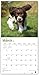 English Springer Spaniels 2019 Calendar