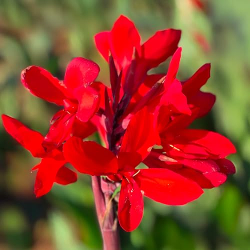 Bulbos (Rizomas) de CANNA INDICA | Bulbos de los mejores productores holandeses | Selección exclusiva y control de calidad | Floración garantizada desde el primer año. (1 Canna Firebird)