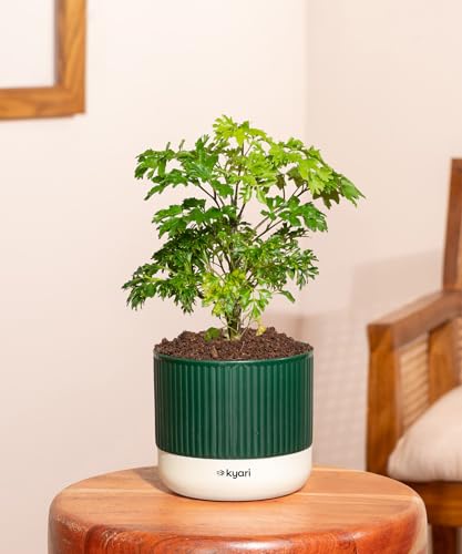 Image of Kyari Aralia Green Live Plant Indoor with Green Self Watering Pot