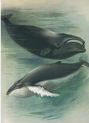 Image sur toile baleine blanche de l'Atlantique affiche impression d'art Thorburn 60x90