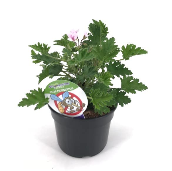 DECOALIVE Geranio Citronela Planta Natural Que Protege de Mosquitos y Otros Insectos