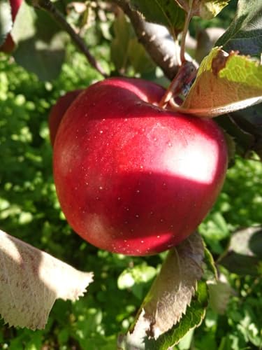 y_zQn@񂲁@Γc̍A[[Wii12`25j5kgy①z