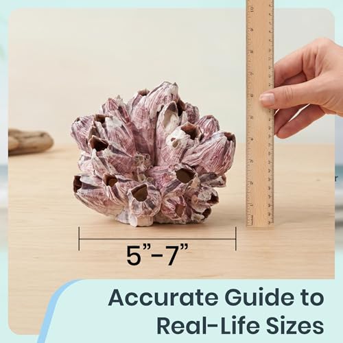 Image of Real Purple Barnacle Cluster - 5-7 inch - Aquarium Ornament Piece for Decoration - Natural Barnacle Cluster for Craft and Decor - Plus Free Nautical eBook by Joseph Rains