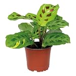 Bloomique – Bloomique - Maranta Variegata - Gebetspflanze - Zimmerpflanz