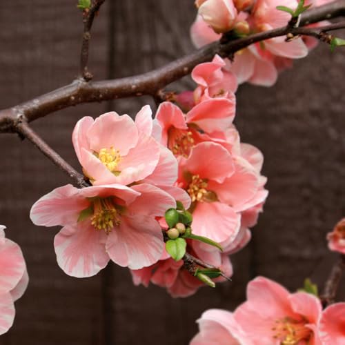 Japanese Quince 'Madame Butterfly'. 9cm Plant x 2. Deciduous 'Japanese Quince' Pink Flowers. Available from Bedwen Plants