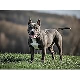 Materiales respetuosos con el medio ambiente: los kits de arte de diamantes utilizan materiales de lona importados respetuosos con el medio ambiente y pegamento de espejo importado respetuoso con el medio ambiente, que no son tóxicos, inofensivos y resistentes al agua, y se pueden aplicar a cualquier persona.