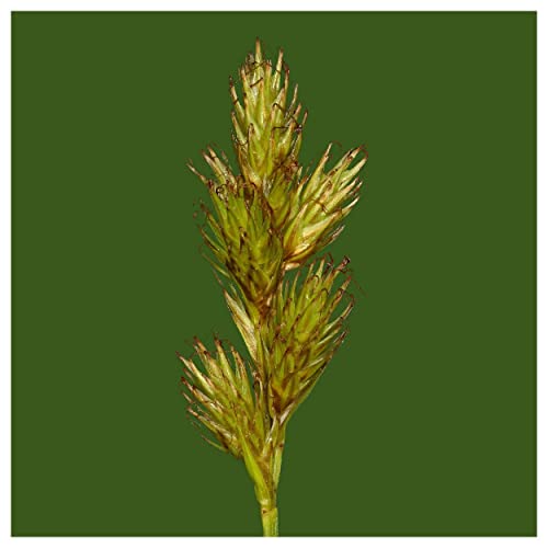 Everwilde Farms - 1000 Awl Fruited Oval Sedge Native Grass Seeds - Gold Vault Jumbo Seed Packet #TOP6