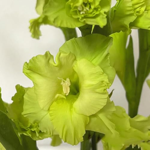 20bulbi di gladioli, balcone di gladiolo per luoghi soleggiati, giardino resistenti