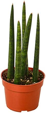 House Plant Shop | Snake 'Cylindrica' - 4" Pot | Live Indoor Plant | Easy to Care | Natural Décor Plant | Great Gifts| Free Care Guide