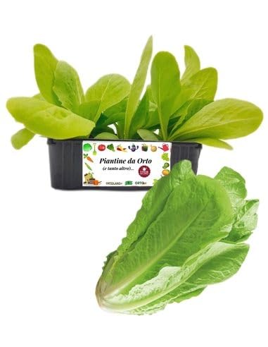P. Piantine da Orto | Lattuga Romana, Pianta da Orto o Balcone Pronta al Trapianto, Kit da 9 Piantine, Pianta Vera da Esterno, Vivaio Italiano