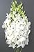 Fresh Flowers - Just Orchids White Dendrobium