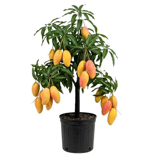 Long Mango Tree 2-3ft Tall in 3 Gallon Pot for Outdoor Planting Mango Plant Live High Yield Tropical Fruit Tree No Ship to CA