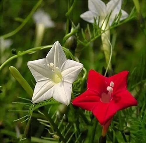 Mixed Colors Ipomoea Quamoclit Seeds 100+ Cypress Vine Red Quamoclit Flower Climbing Annual Garden Heirloom #TOP1